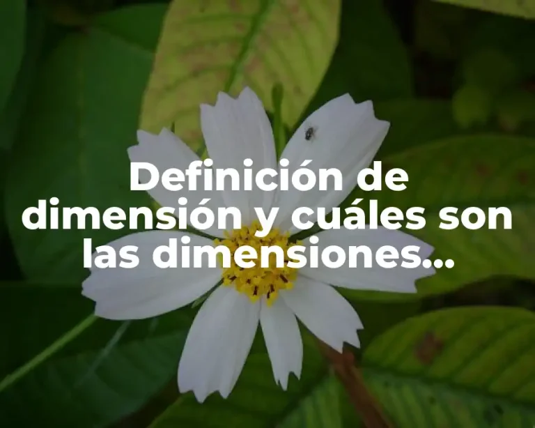 Definición de dimensión y cuáles son las dimensiones primarias