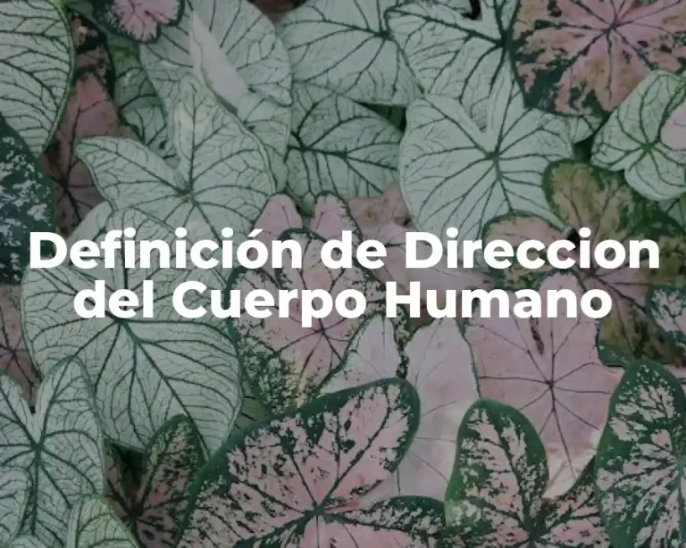 Definición de Direccion del Cuerpo Humano