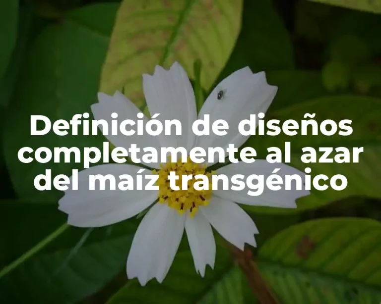 Definición de diseños completamente al azar del maíz transgénico