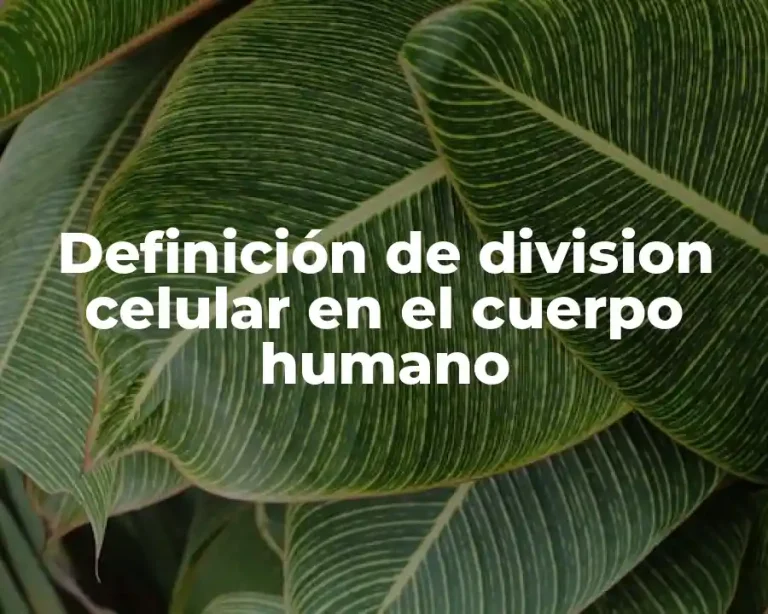 Definición de division celular en el cuerpo humano