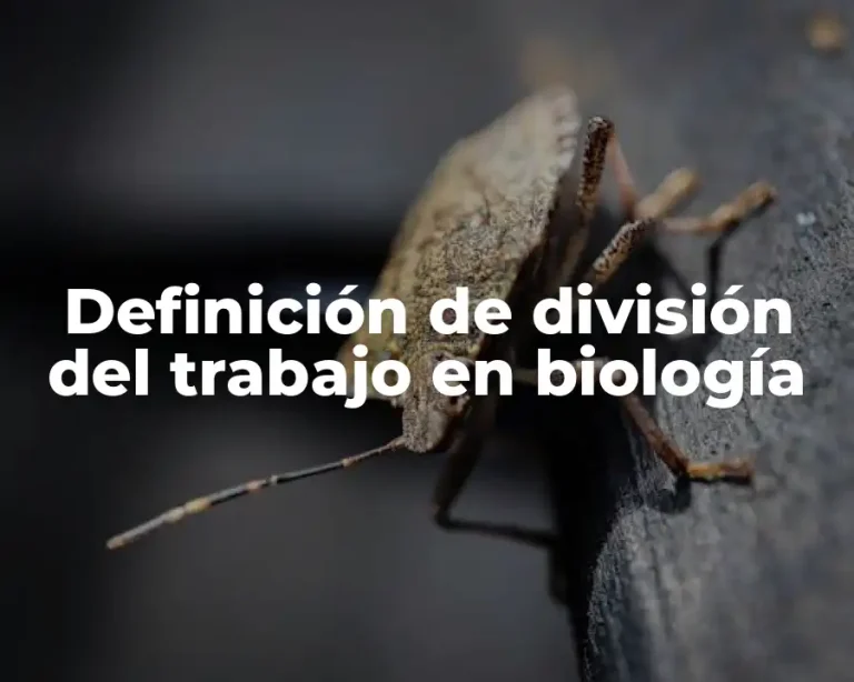 Definición de división del trabajo en biología