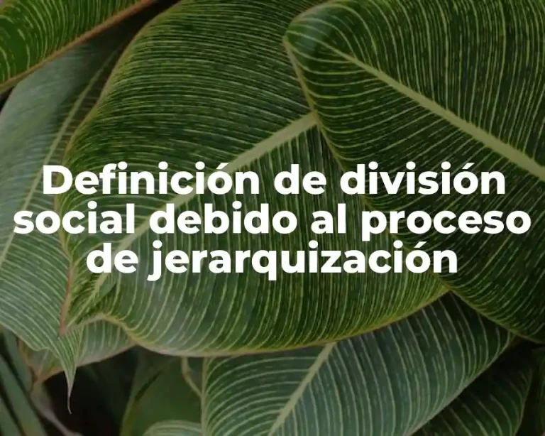 Definición de división social debido al proceso de jerarquización