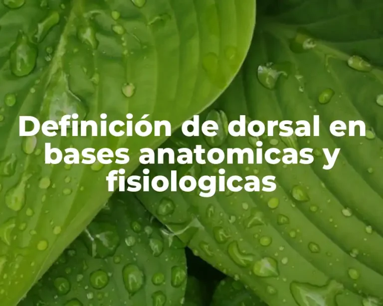Definición de dorsal en bases anatomicas y fisiologicas