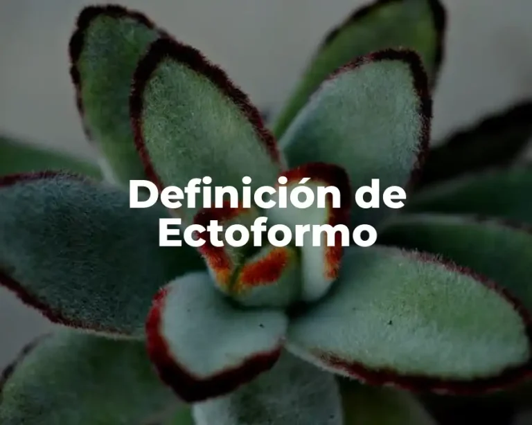 Definición de Ectoformo
