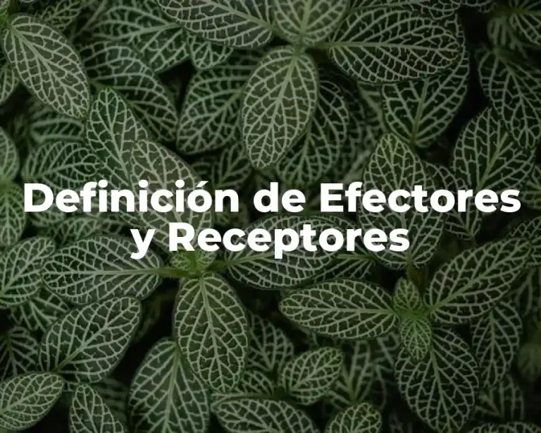 Definición de Efectores y Receptores