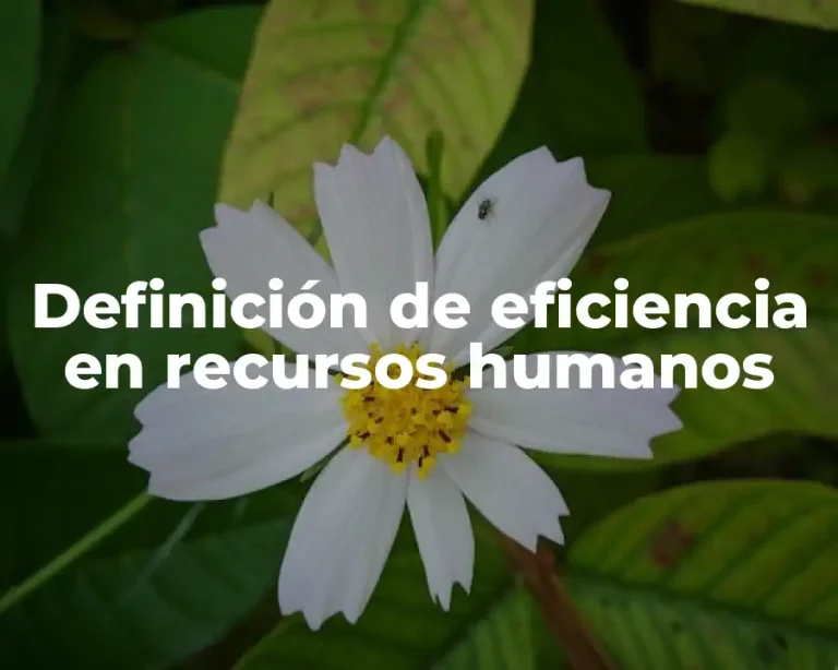 Definición de eficiencia en recursos humanos