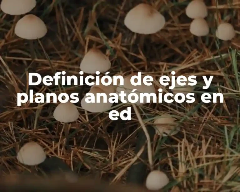 Definición de ejes y planos anatómicos en ed