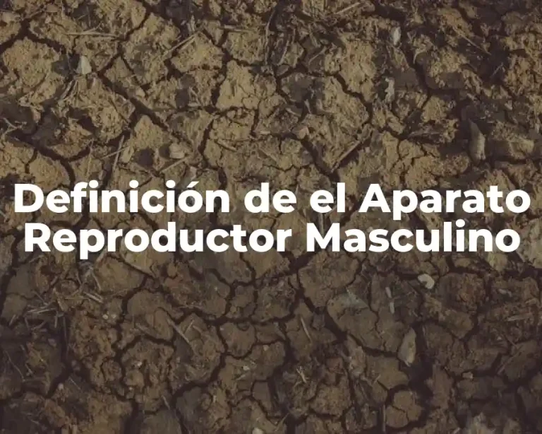 Definición de el Aparato Reproductor Masculino