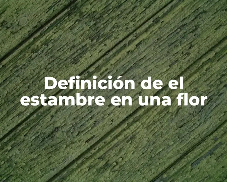 Definición de el estambre en una flor