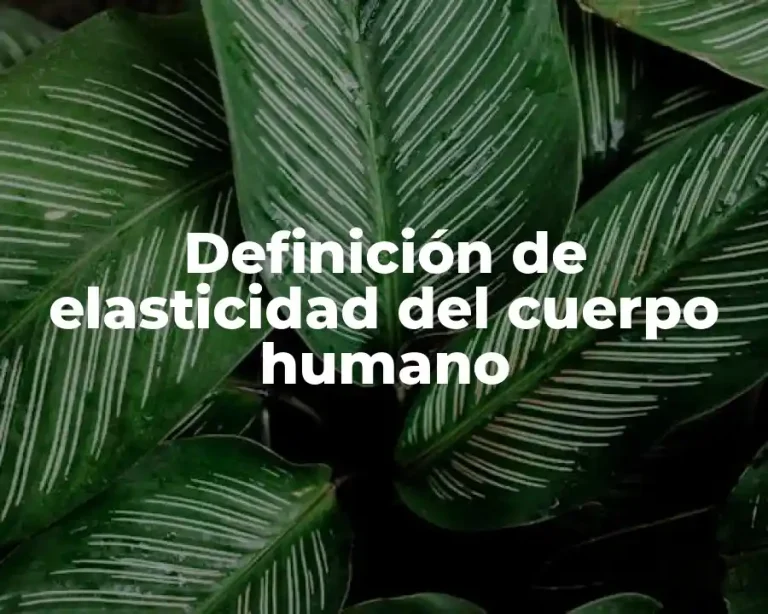 Definición de elasticidad del cuerpo humano