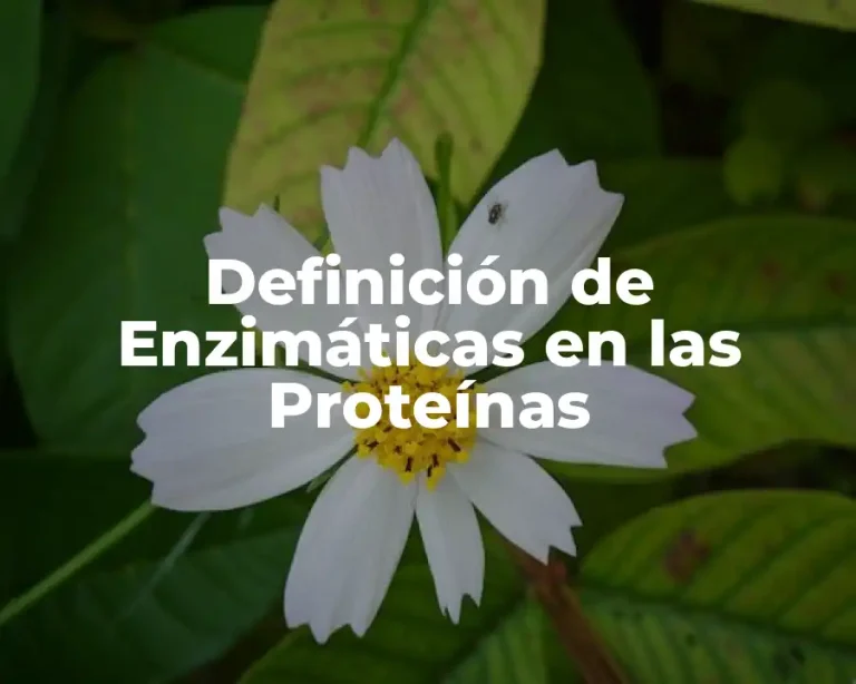 Definición de Enzimáticas en las Proteínas