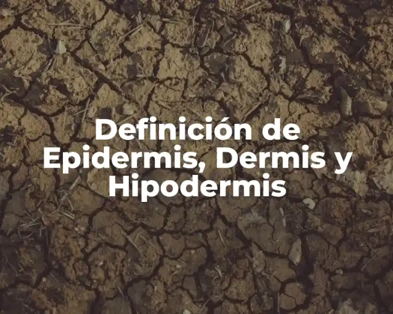 Definición de Epidermis, Dermis y Hipodermis