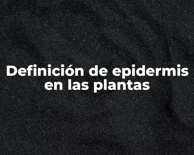 Definición de epidermis en las plantas