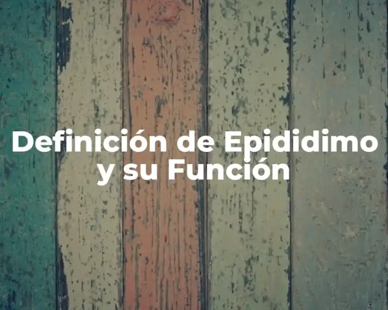 Definición de Epididimo y su Función