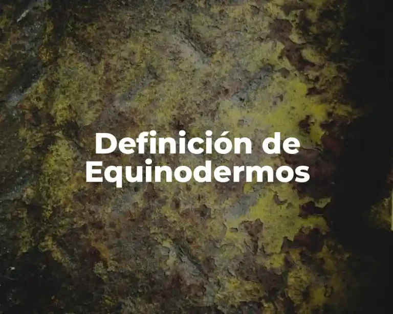Definición de Equinodermos