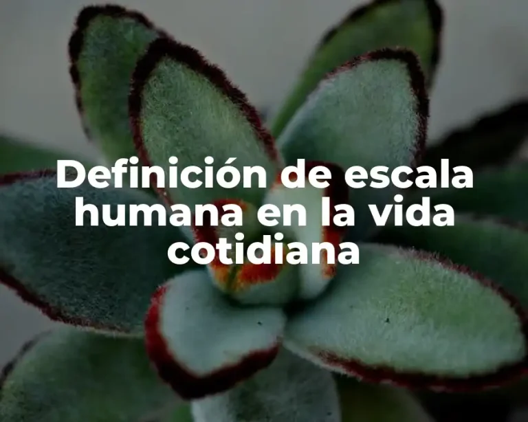 Definición de escala humana en la vida cotidiana