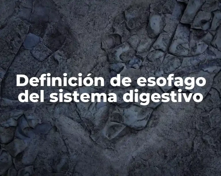 Definición de esofago del sistema digestivo