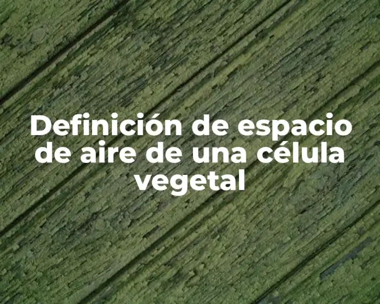 Definición de espacio de aire de una célula vegetal