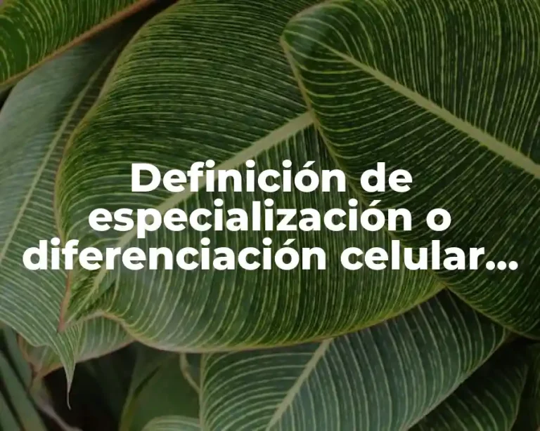 Definición de especialización o diferenciación celular en biología