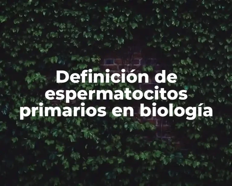 Definición de espermatocitos primarios en biología