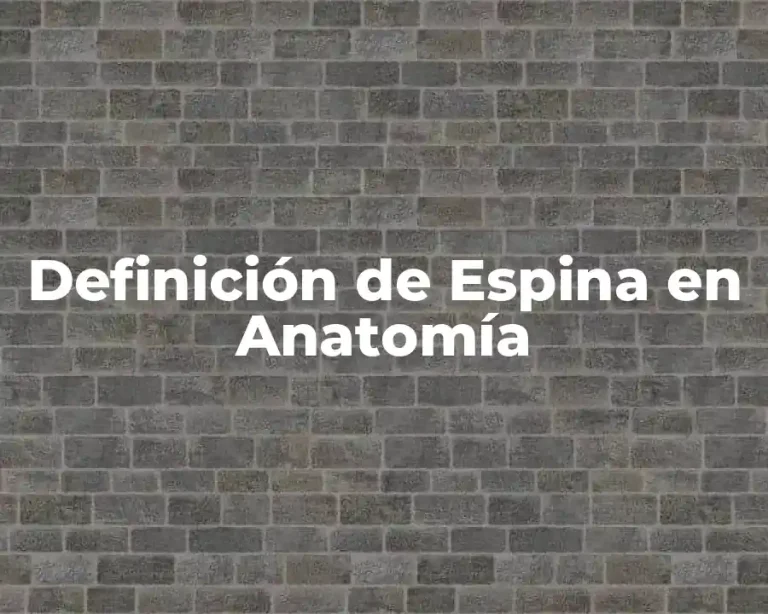 Definición de Espina en Anatomía