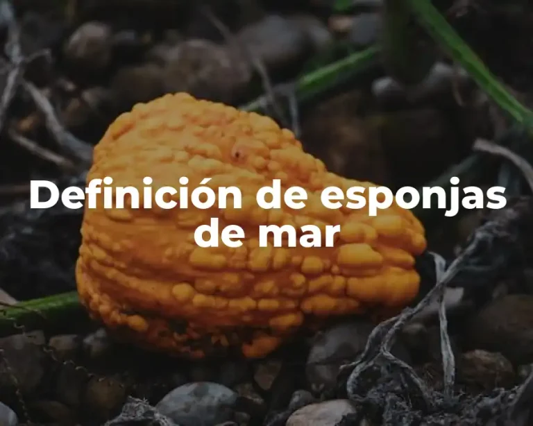 Definición de esponjas de mar