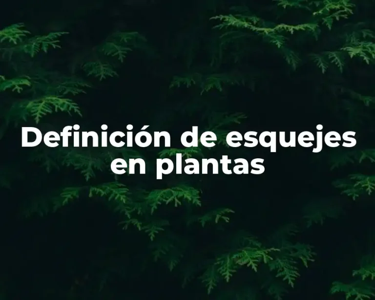 Definición de esquejes en plantas