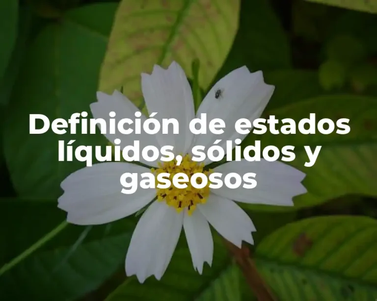 Definición de estados líquidos, sólidos y gaseosos