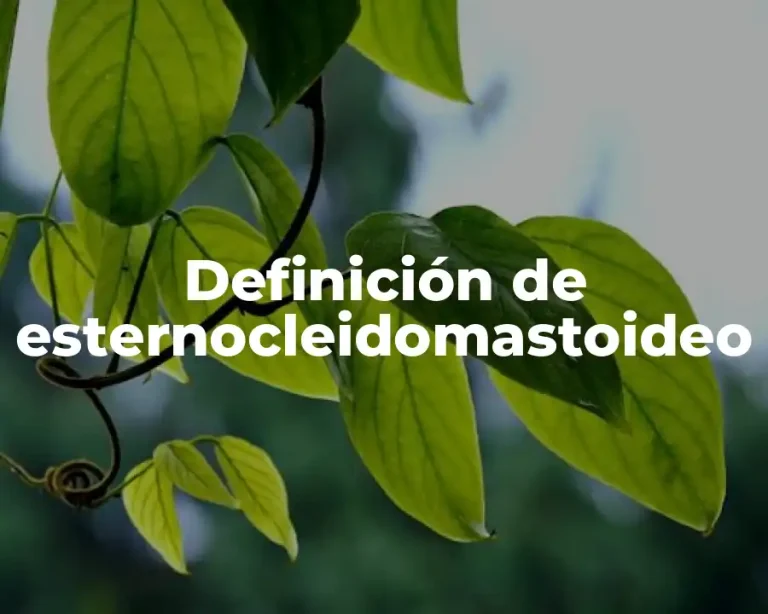 Definición de esternocleidomastoideo