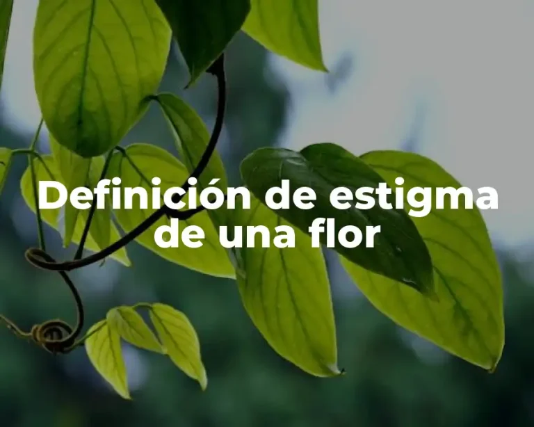 Definición de estigma de una flor
