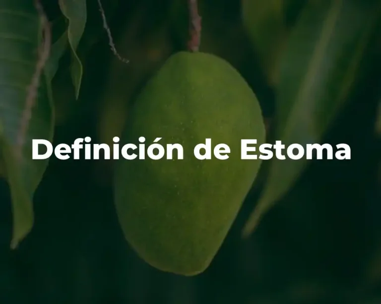 Definición de Estoma