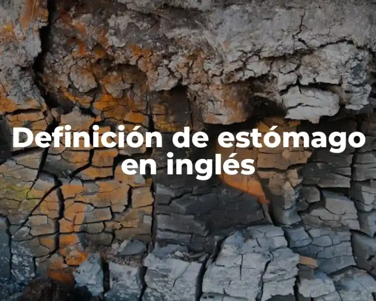 Definición de estómago en inglés