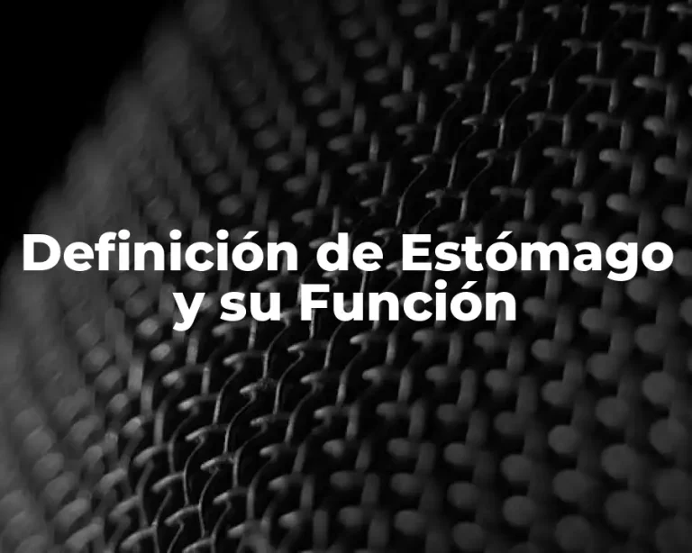 Definición de Estómago y su Función