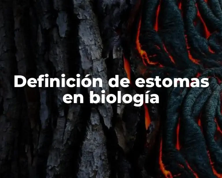 Definición de estomas en biología