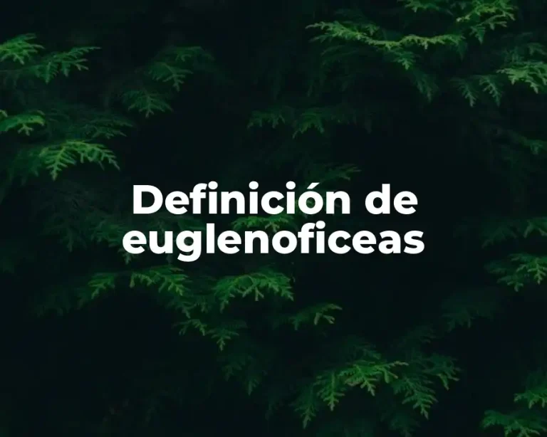 Definición de euglenoficeas
