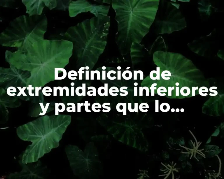 Definición de extremidades inferiores y partes que lo componen