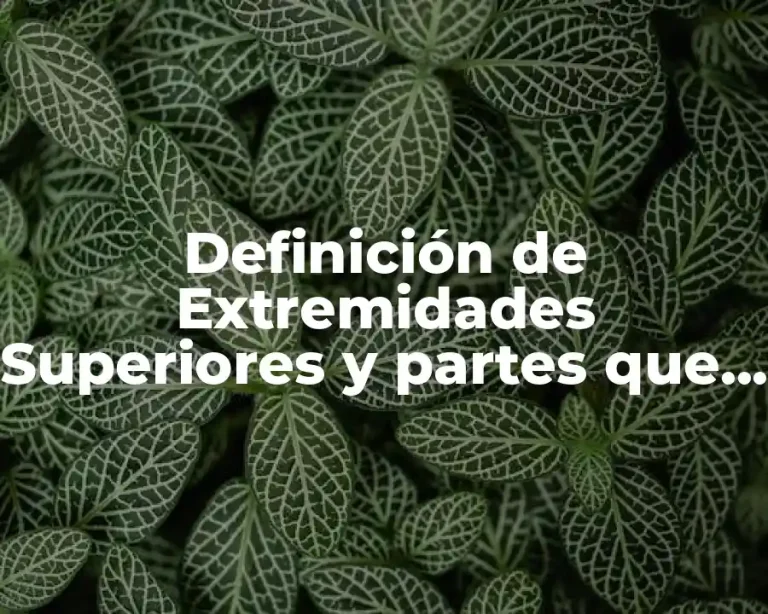 Definición de Extremidades Superiores y partes que lo componen