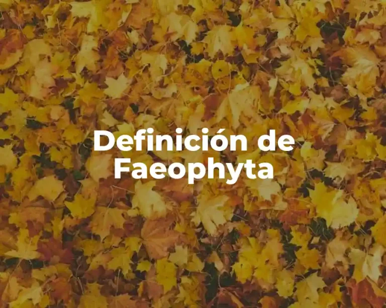 Definición de Faeophyta