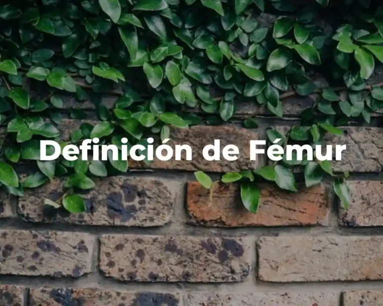 Definición de Fémur