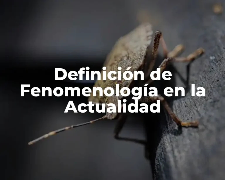 Definición de Fenomenología en la Actualidad