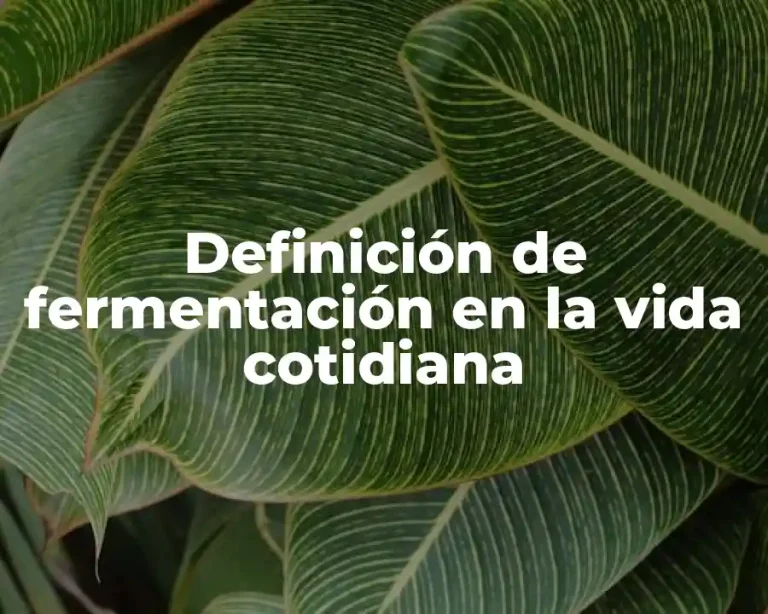 Definición de fermentación en la vida cotidiana