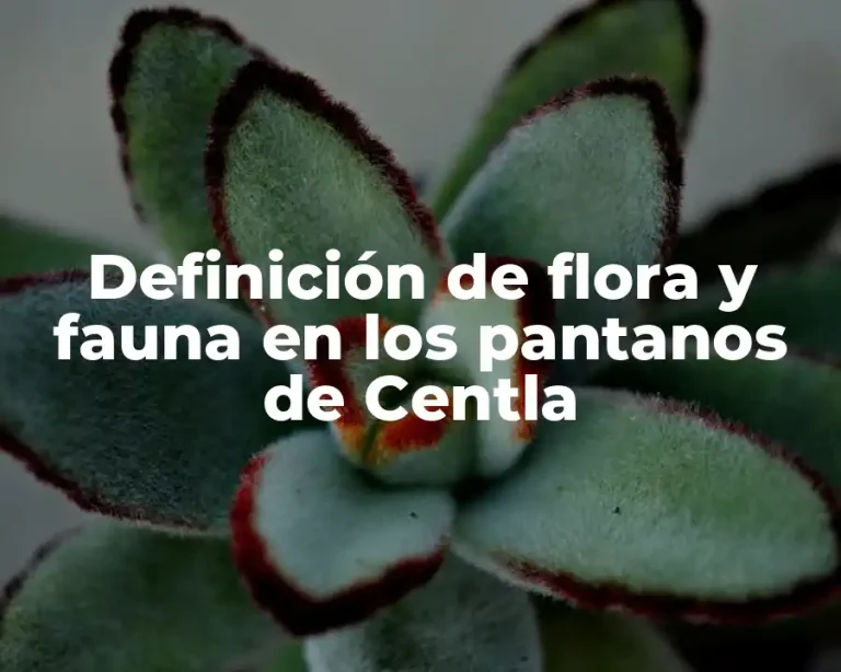 Definición de flora y fauna en los pantanos de Centla