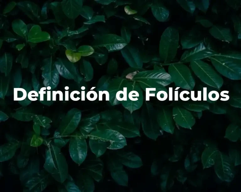 Definición de Folículos
