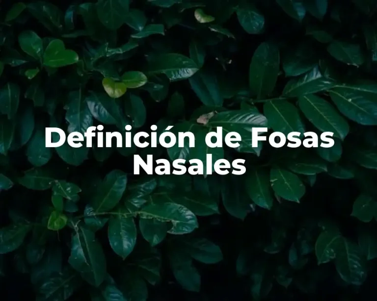 Definición de Fosas Nasales