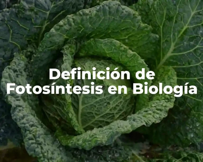 Definición de Fotosíntesis en Biología