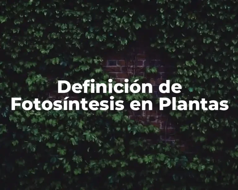 Definición de Fotosíntesis en Plantas