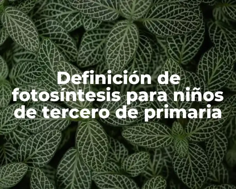 Definición de fotosíntesis para niños de tercero de primaria