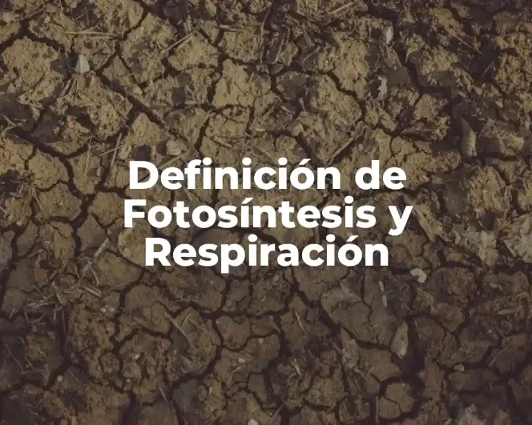 Definición de Fotosíntesis y Respiración