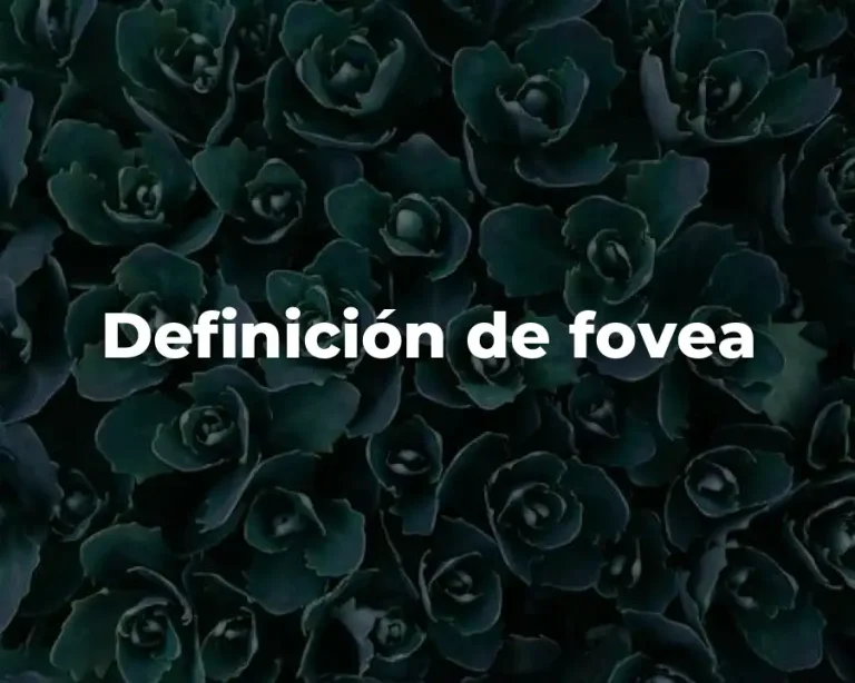 Definición de fovea