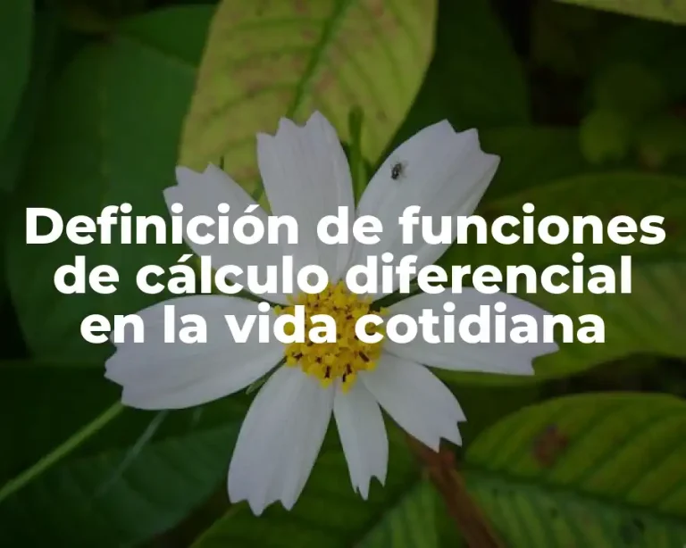 Definición de funciones de cálculo diferencial en la vida cotidiana